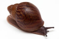 Achatina achatin achatina Ghana typ 2c juvenil